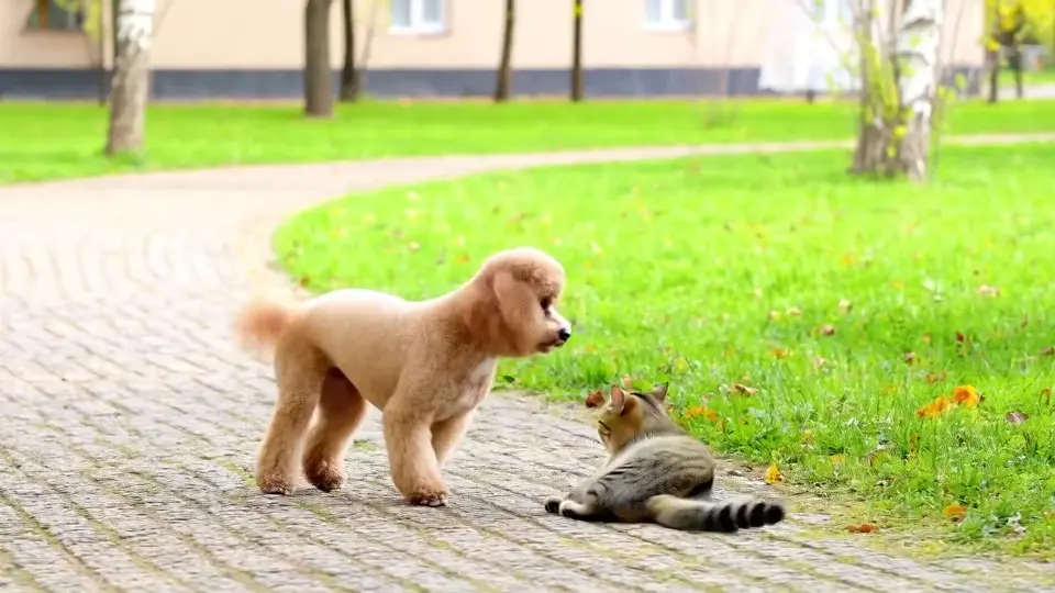A dog meets a cat in the park