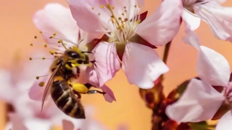 Stay with a bee on a blossom