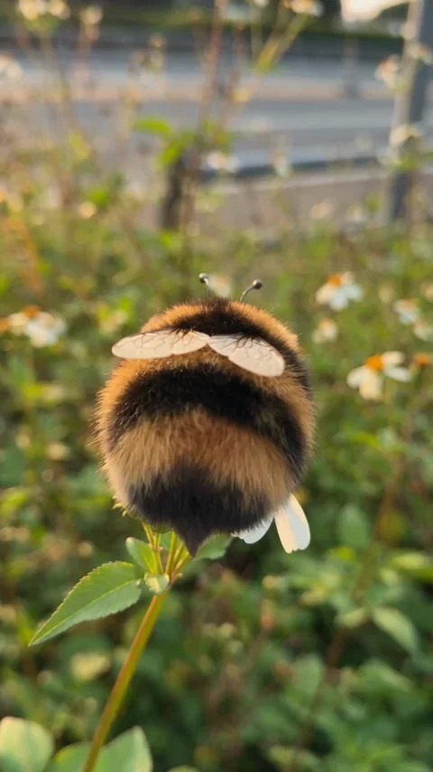 A very sleepy bee