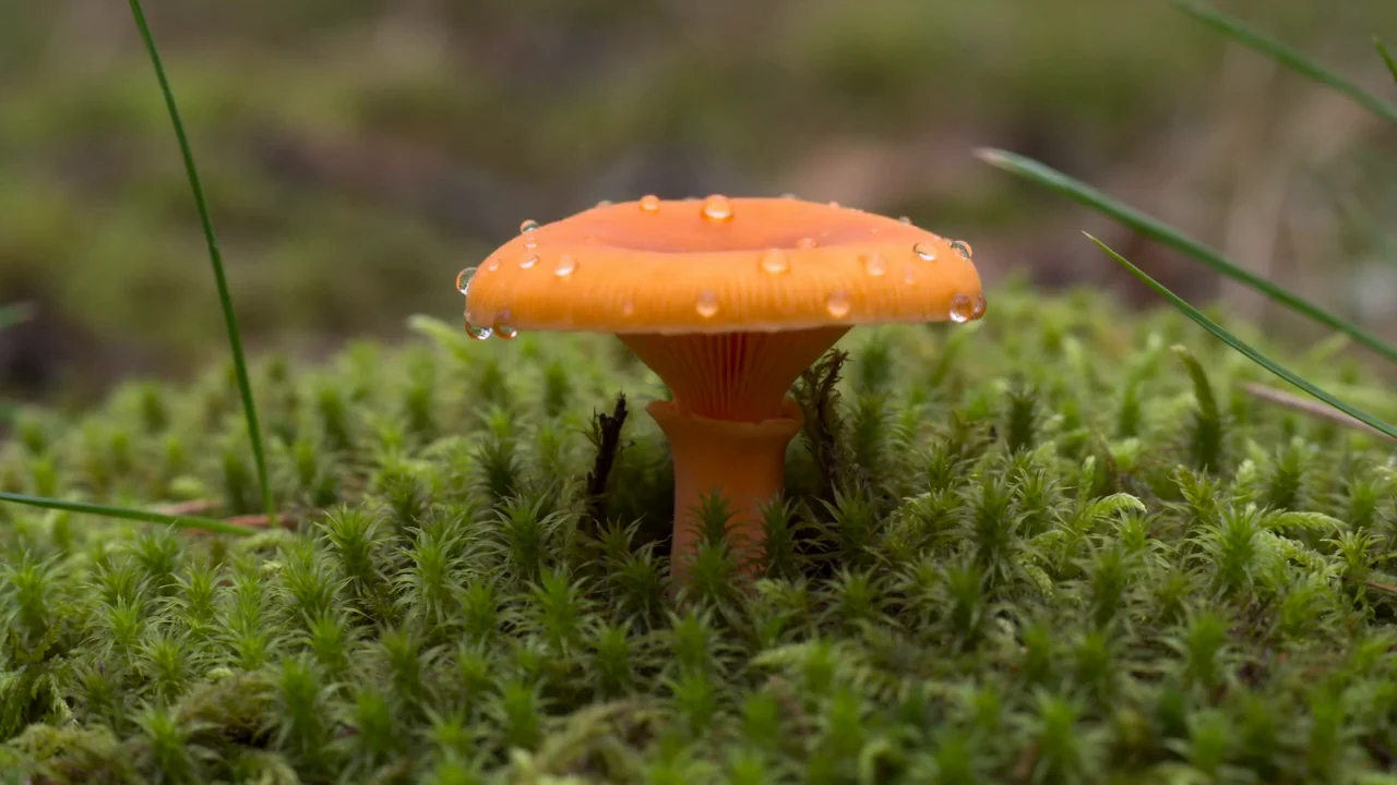 A tiny world grows