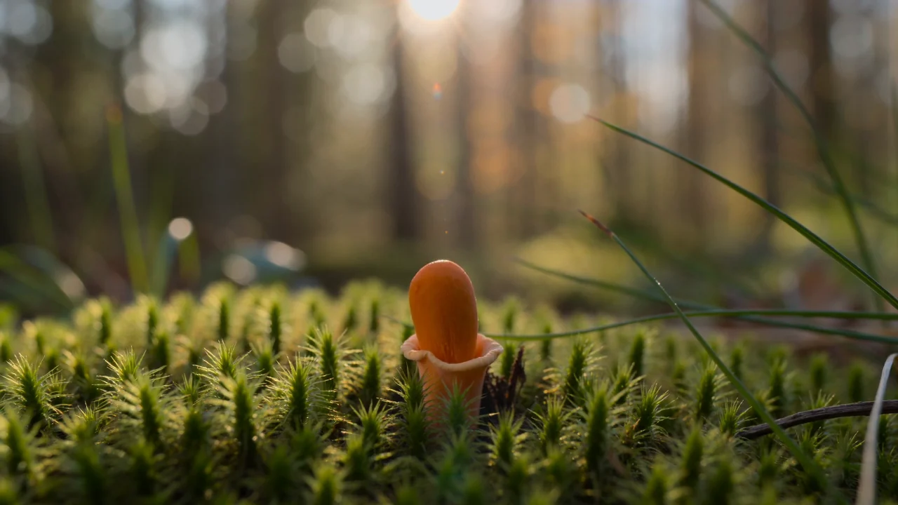 Mushroom growth: Fast model