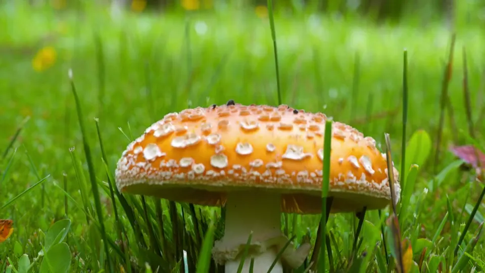 Meadow mushroom